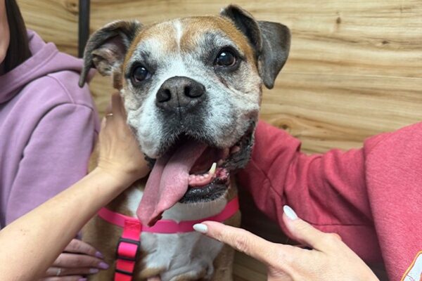 Traveling With Pets? A Veterinarian’s Checklist Before You Go