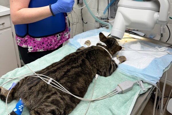 Cat Urinating Outside the Litter Box: UTI, Stones, Kidney Disease or Stress?