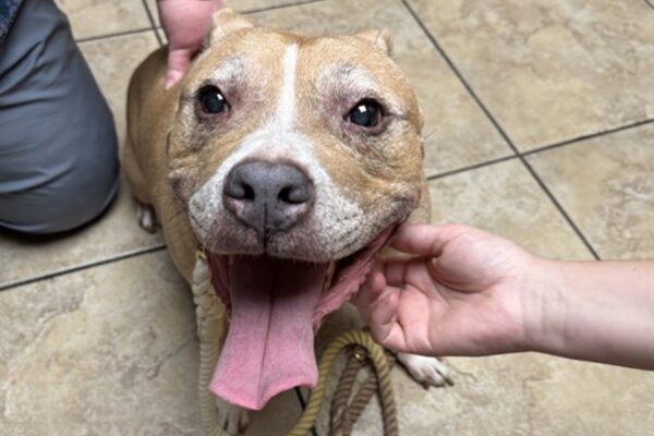 What Happens When a Dog Swallows a Foreign Object? Diagnosis, Surgery & Recovery