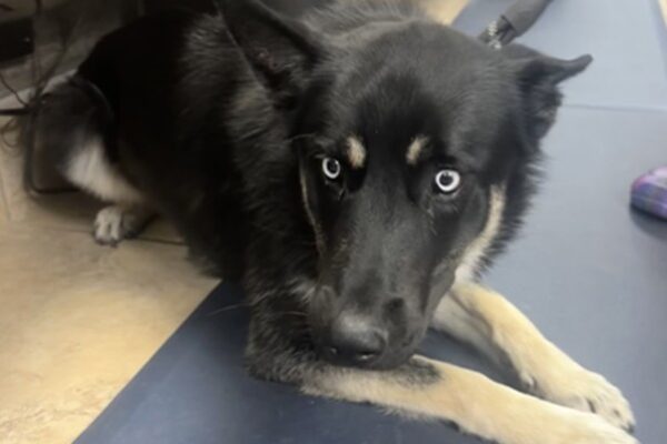 Dog Vomiting and Diarrhea: When Should a Vet Run Bloodwork or Take X-Rays?