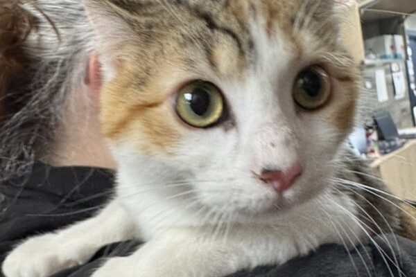 Pet Abdominal Pain: How Veterinarians Find the Cause