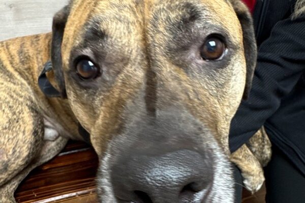Why Is My Senior Dog Drinking More Water? Kidney Disease, Diabetes & Other Causes
